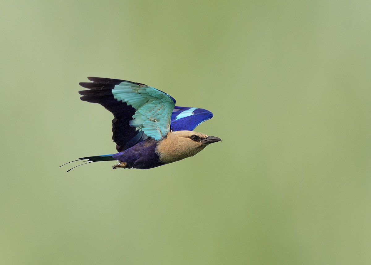 Blue-bellied Roller - ML614286448