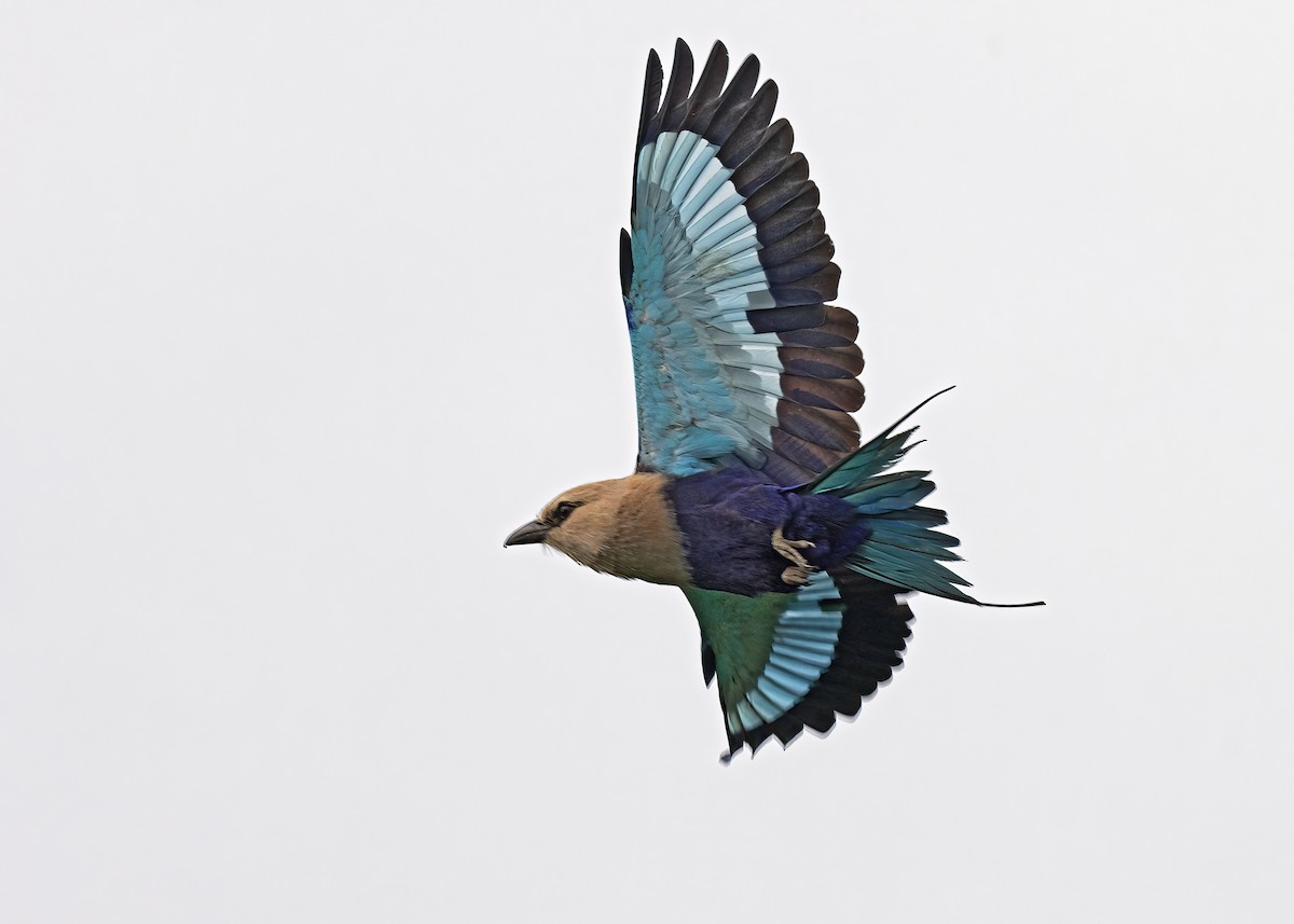 Blue-bellied Roller - ML614286451