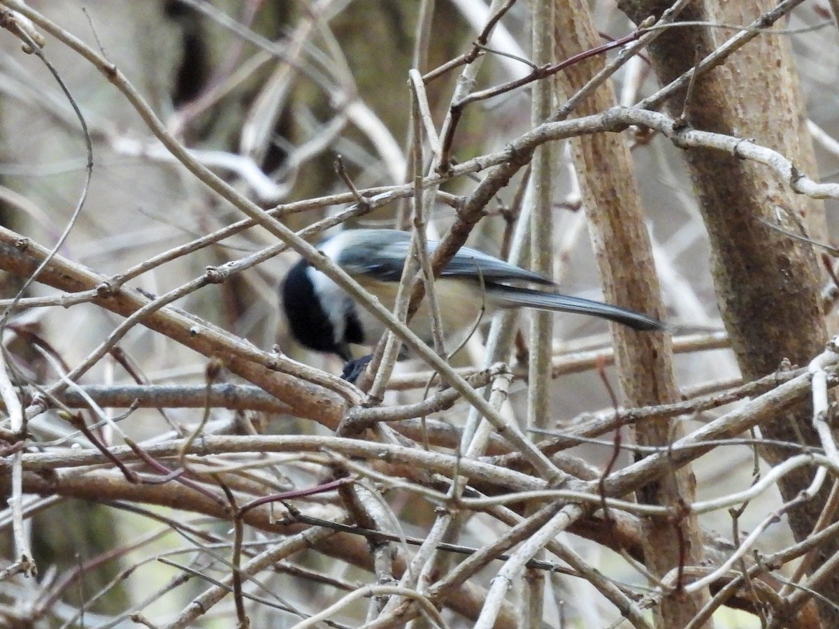 Mésange à tête noire - ML614286533