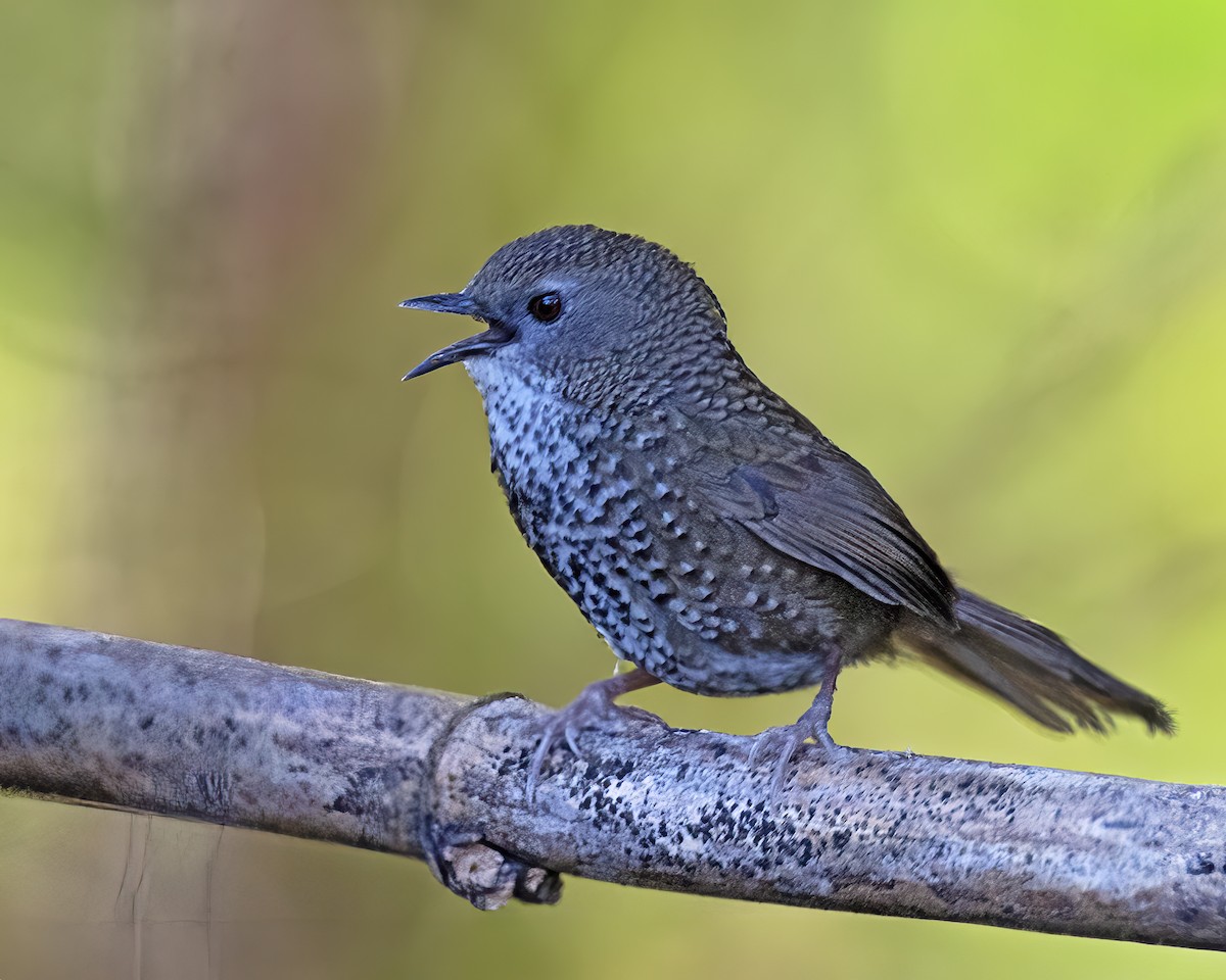 Chin Hills Wren-Babbler - ML614286550