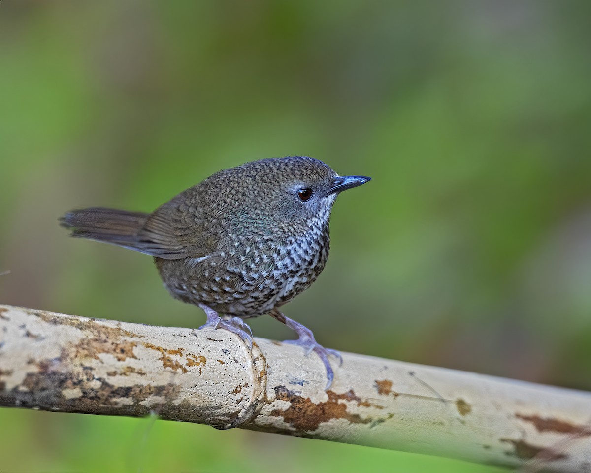 Chin Hills Wren-Babbler - ML614286551