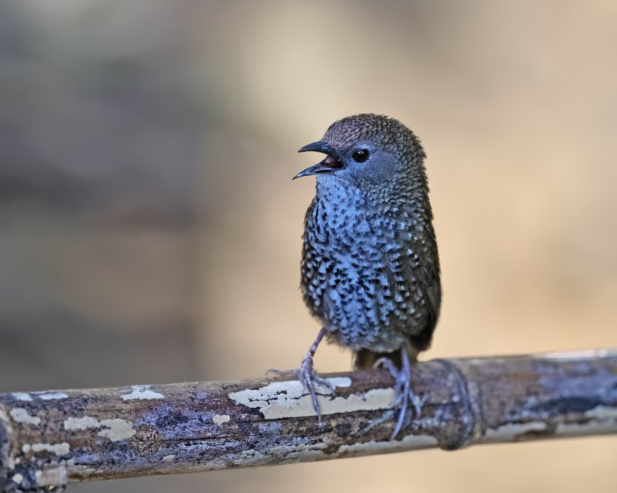 Chin Hills Wren-Babbler - ML614286552