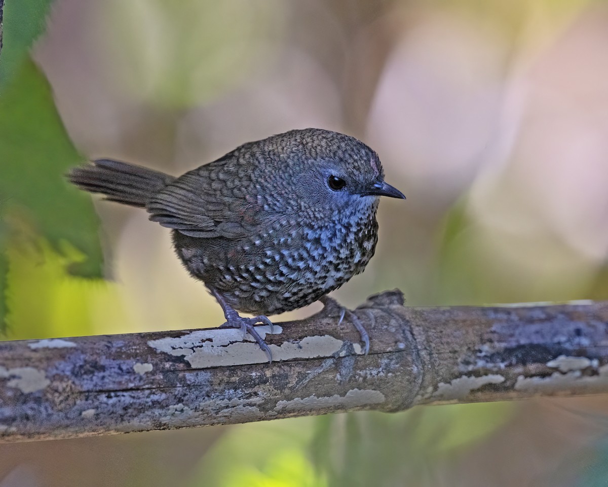 Chin Hills Wren-Babbler - ML614286553