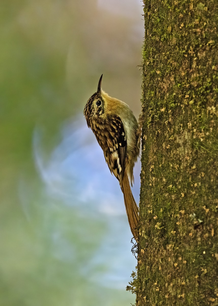 Hume's Treecreeper - ML614286642