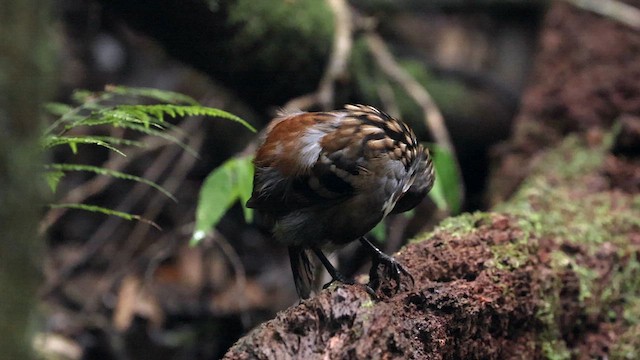 Australian Logrunner - ML614286673