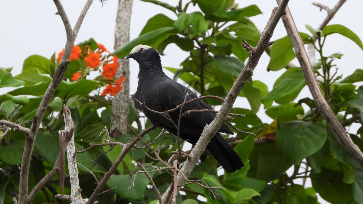 White-crowned Pigeon - ML614286738