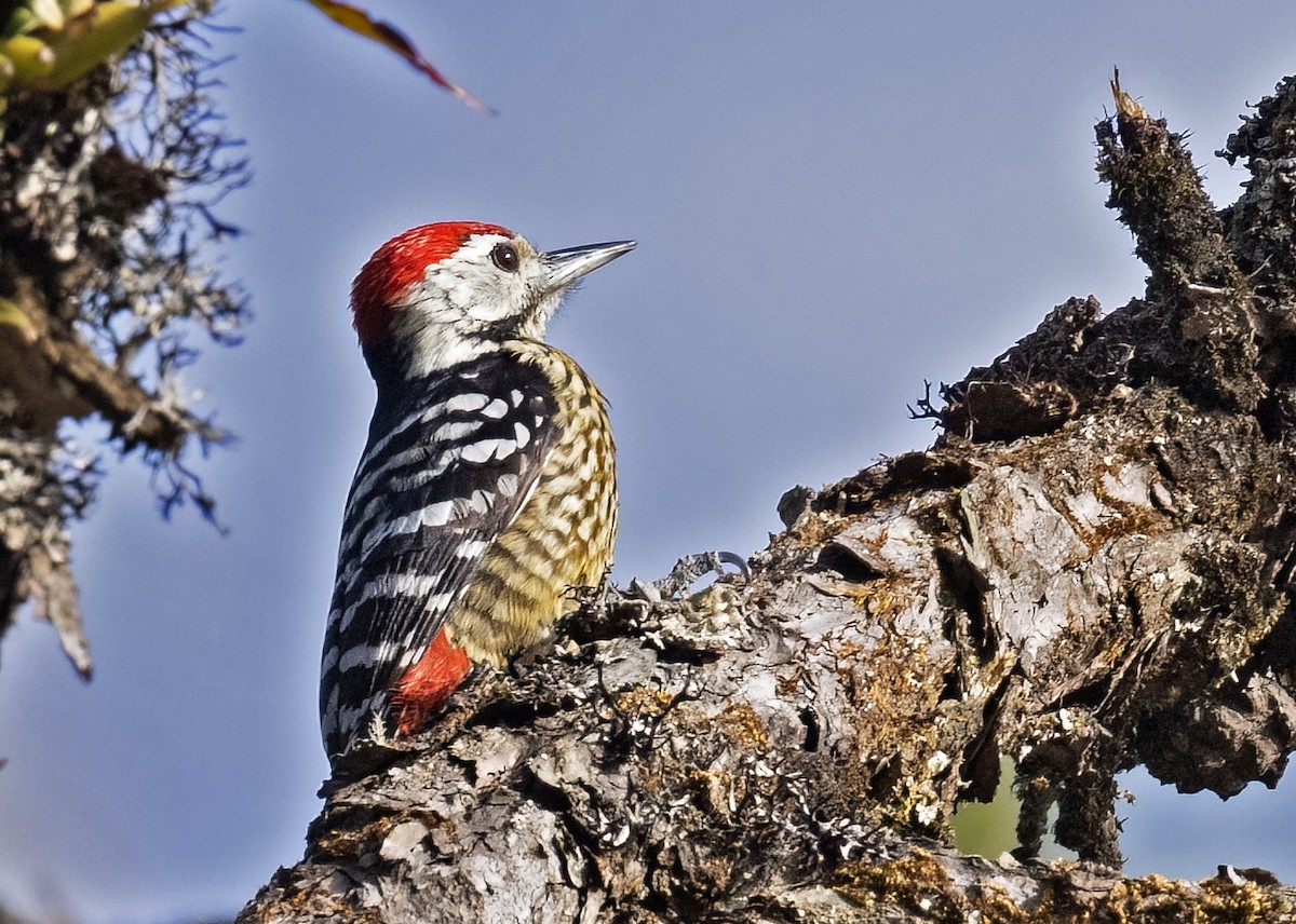 Stripe-breasted Woodpecker - ML614286750
