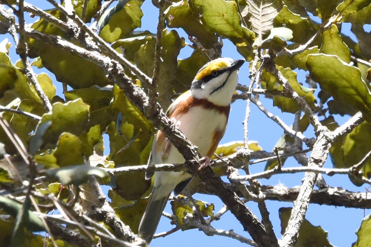 Chestnut-sided Shrike-Vireo - ML614286756