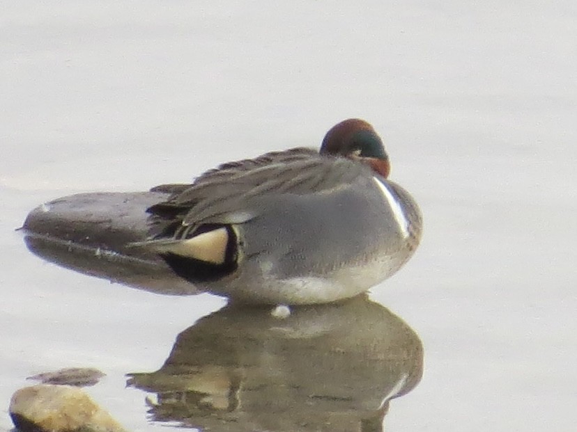 Green-winged Teal - ML614286760