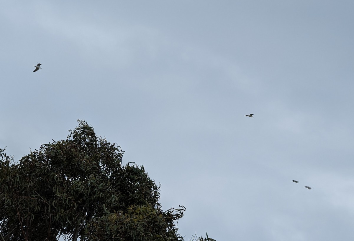 Gaviota/Gavión sp. - ML614286794