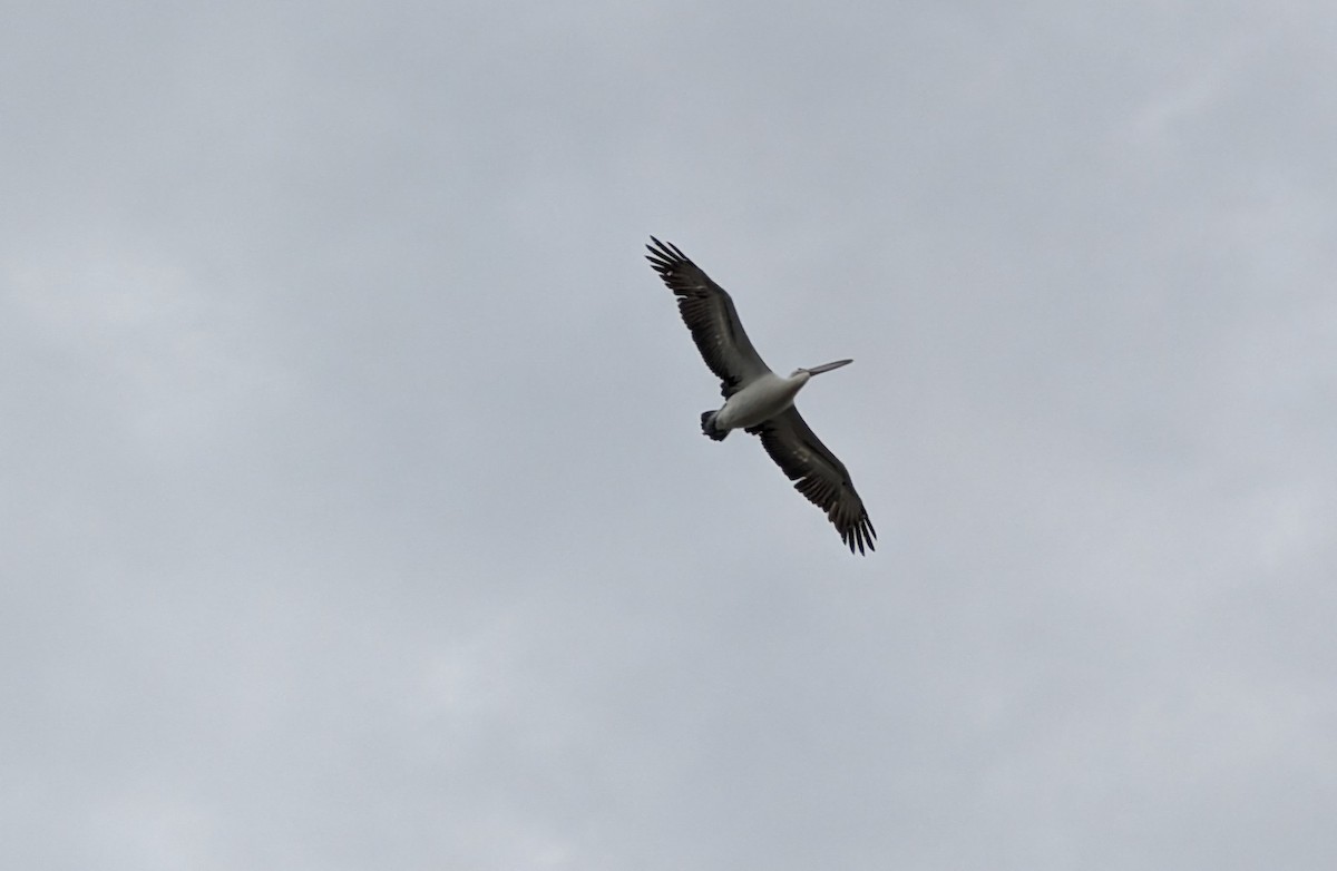 Australian Pelican - Rolo Rodsey