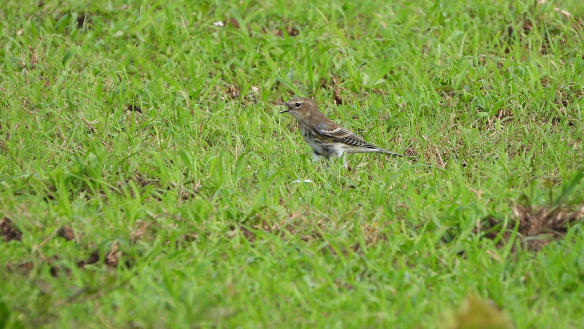 myrteparula - ML614286843