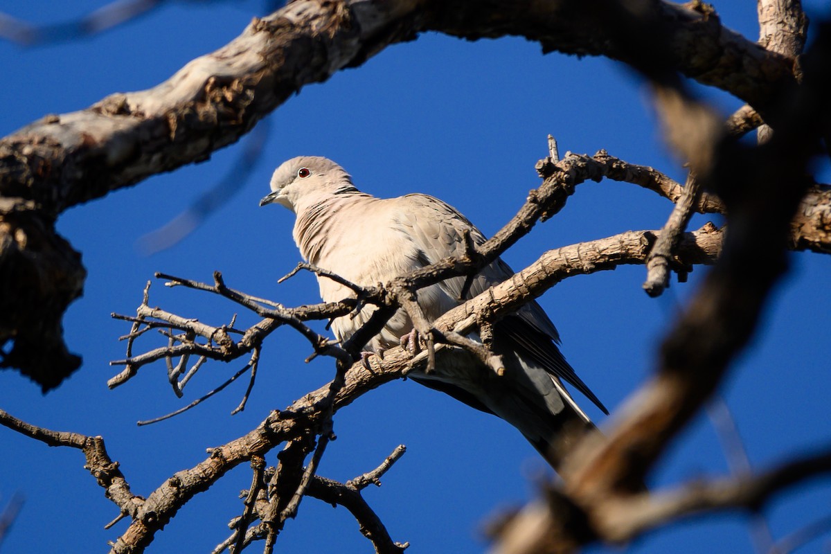 Eurasian Collared-Dove - ML614286844