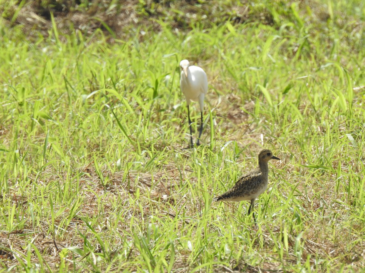 Eastern Cattle Egret - Ann Kitalong