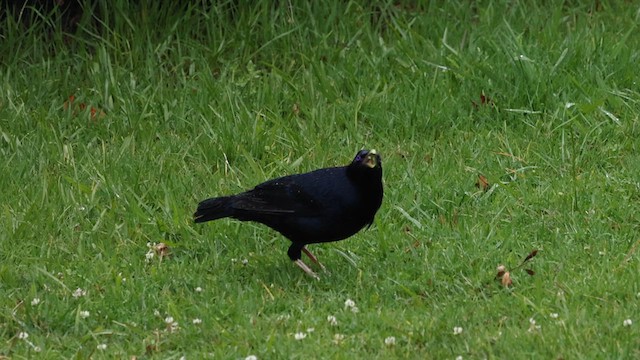 Satin Bowerbird - ML614286908
