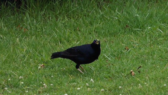 Satin Bowerbird - ML614286908