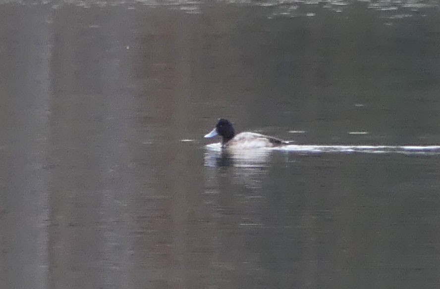 Greater/Lesser Scaup - Melinda Marconi