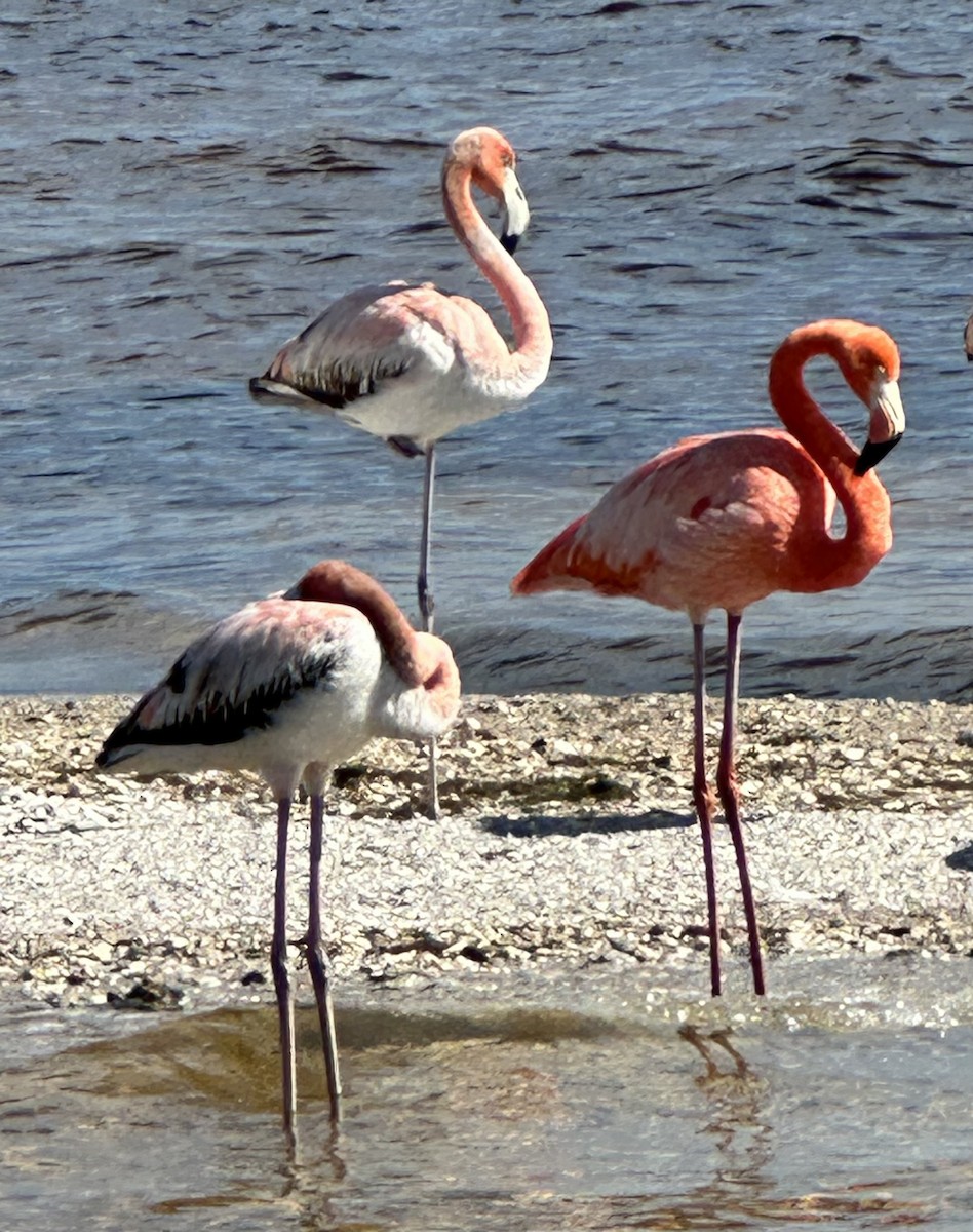 American Flamingo - Alissa Kegelman