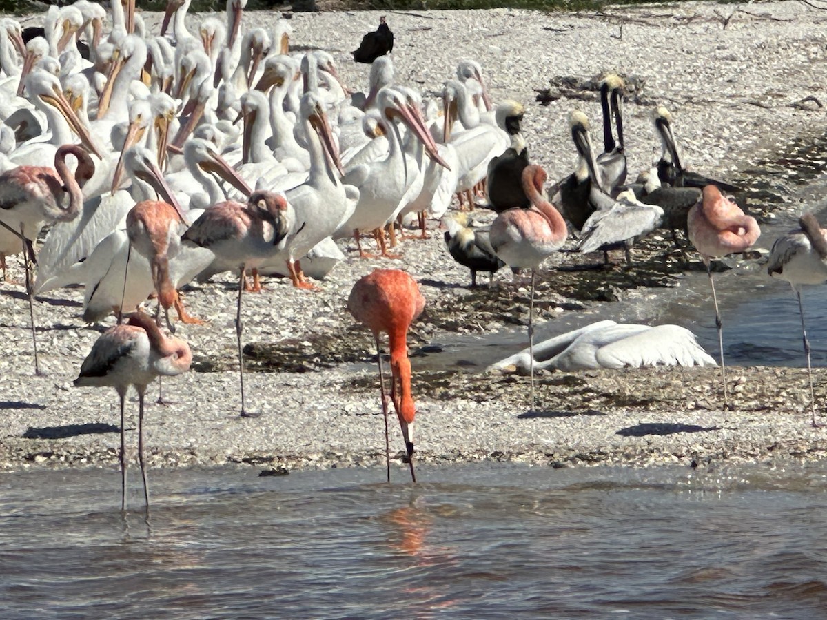 American Flamingo - ML614287018