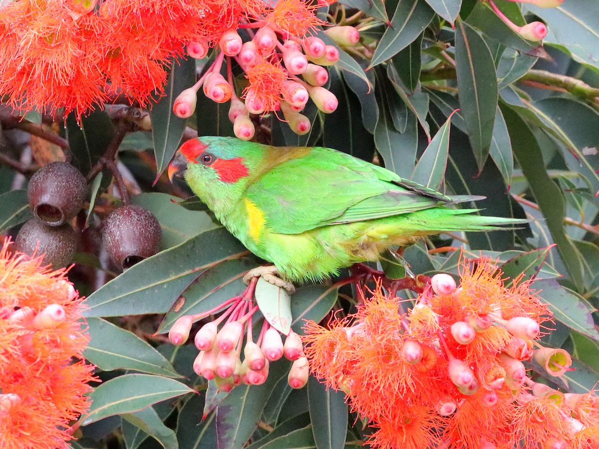 Musk Lorikeet - ML614287028