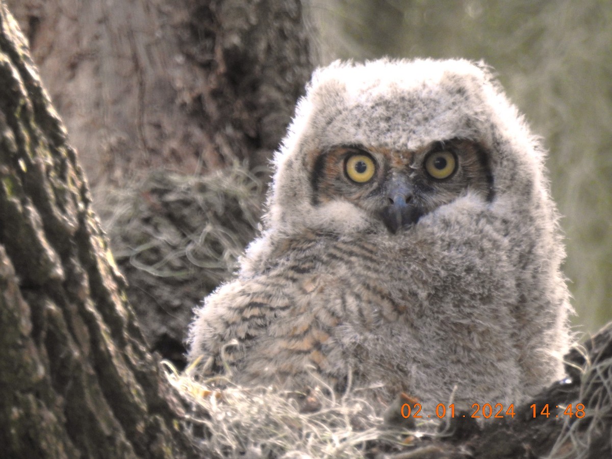 Great Horned Owl - ML614287061