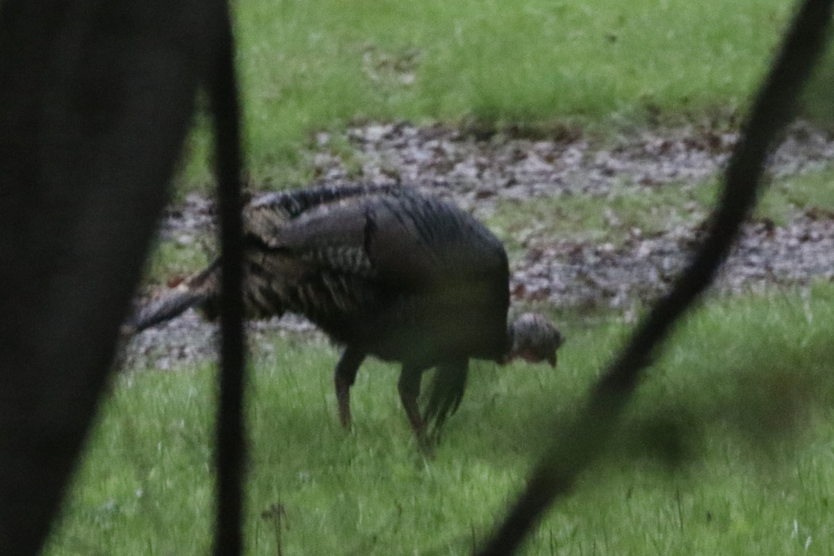 Wild Turkey - ML614287062