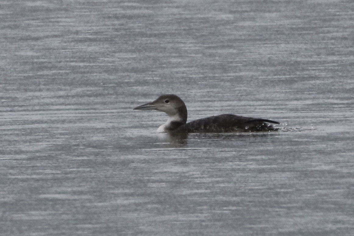 Common Loon - Roger Woodruff