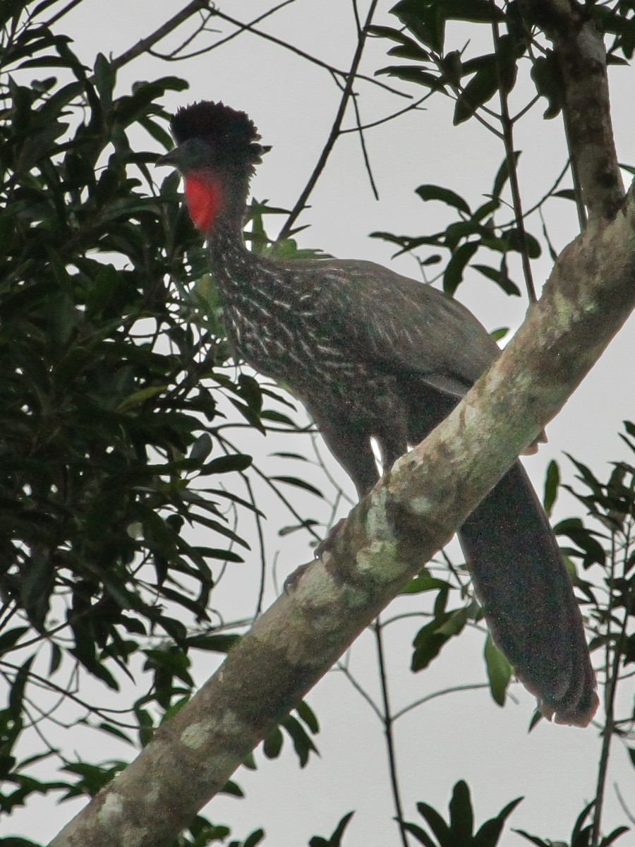 Crested Guan - ML614287106