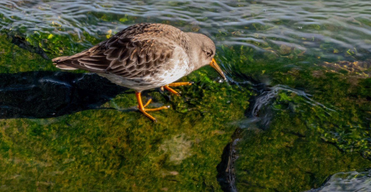 Purple Sandpiper - ML614287123