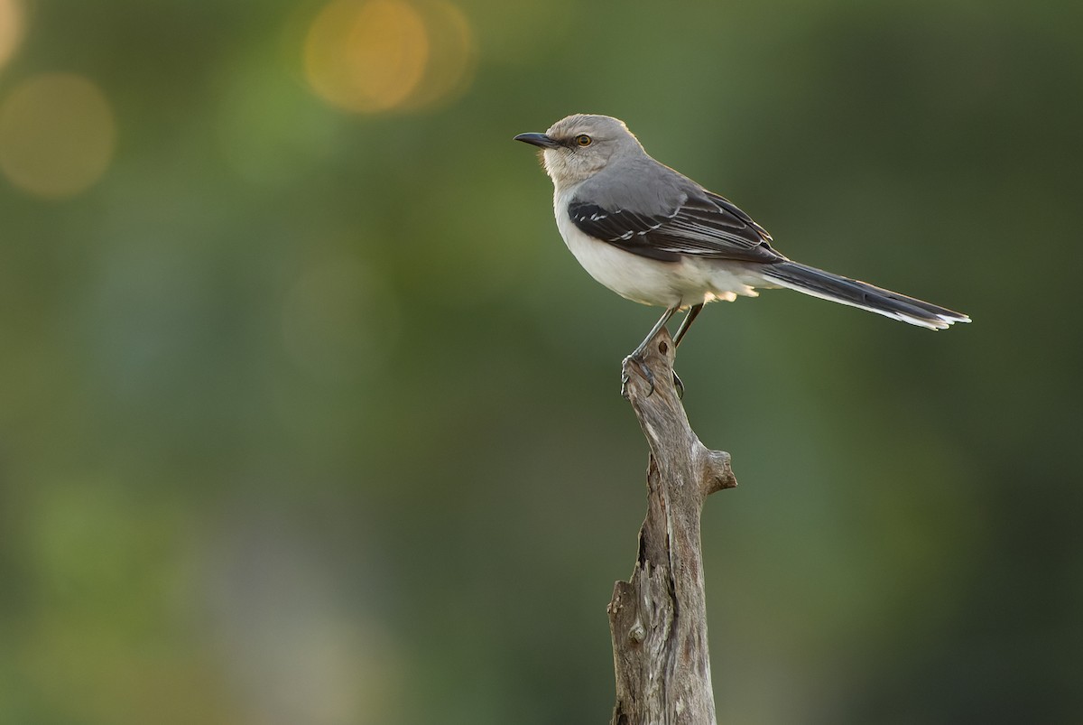 Tropical Mockingbird (Mayan) - ML614287158