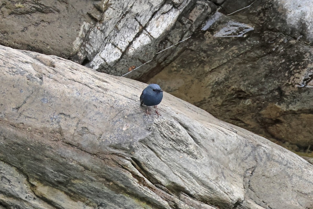 Plumbeous Redstart - ML614287173