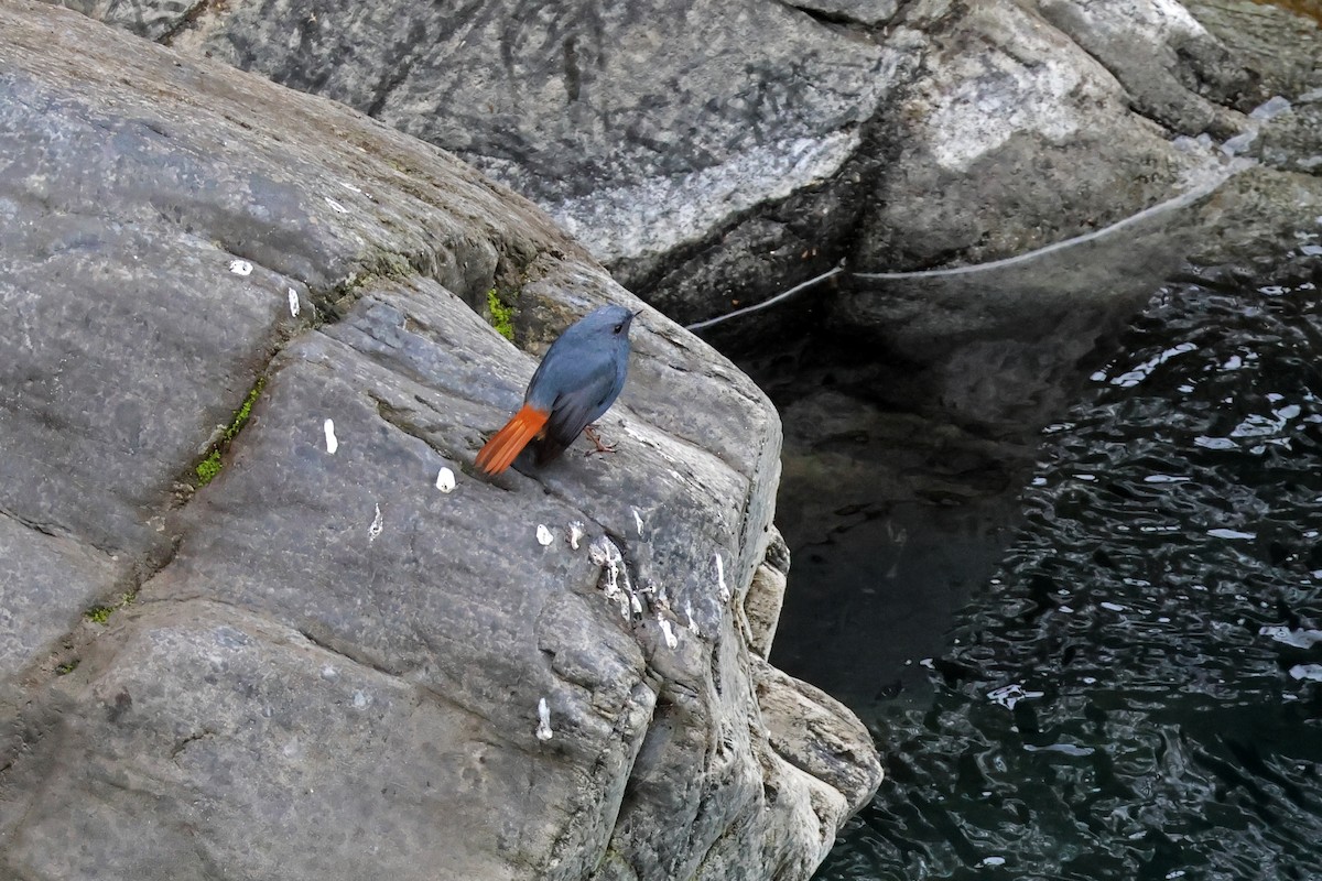 Plumbeous Redstart - ML614287174