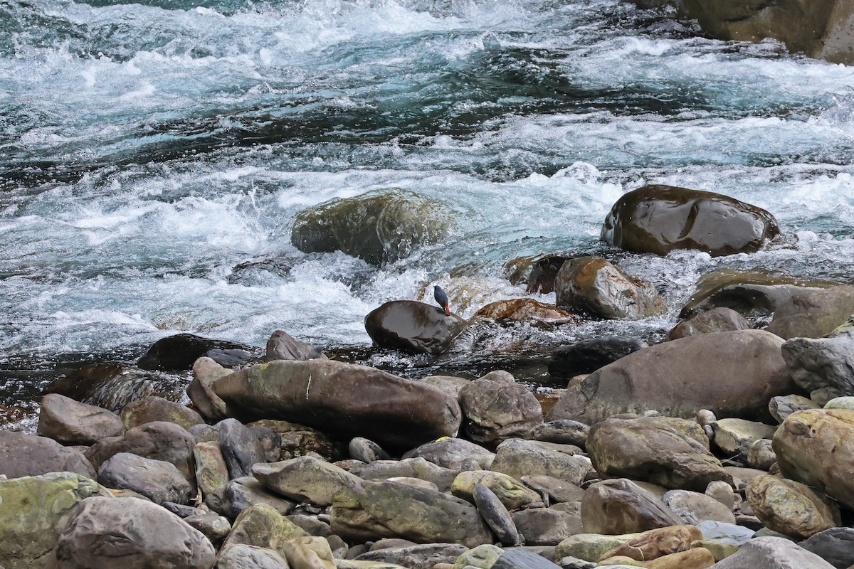 Plumbeous Redstart - ML614287175