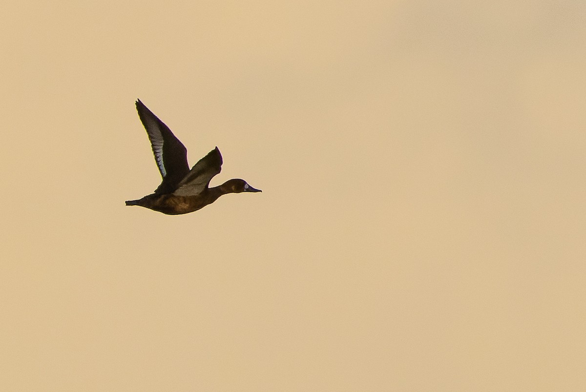 Lesser Scaup - Joachim Bertrands