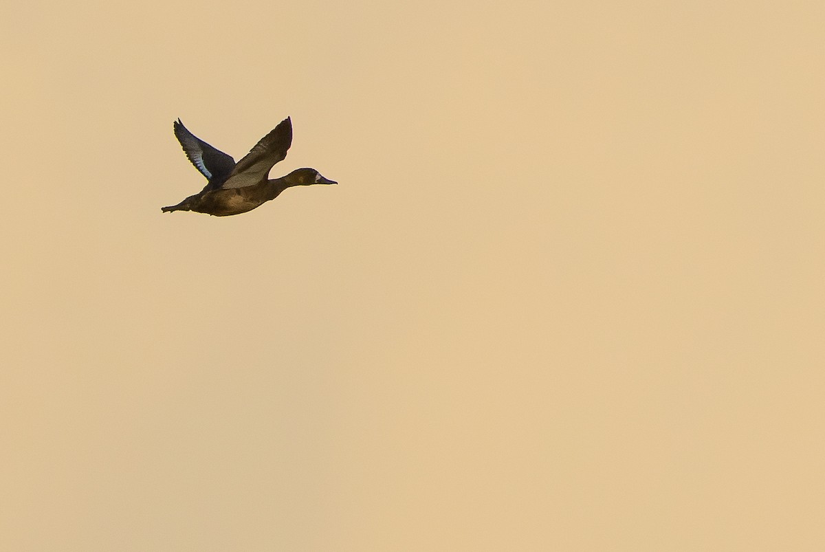 Lesser Scaup - ML614287182