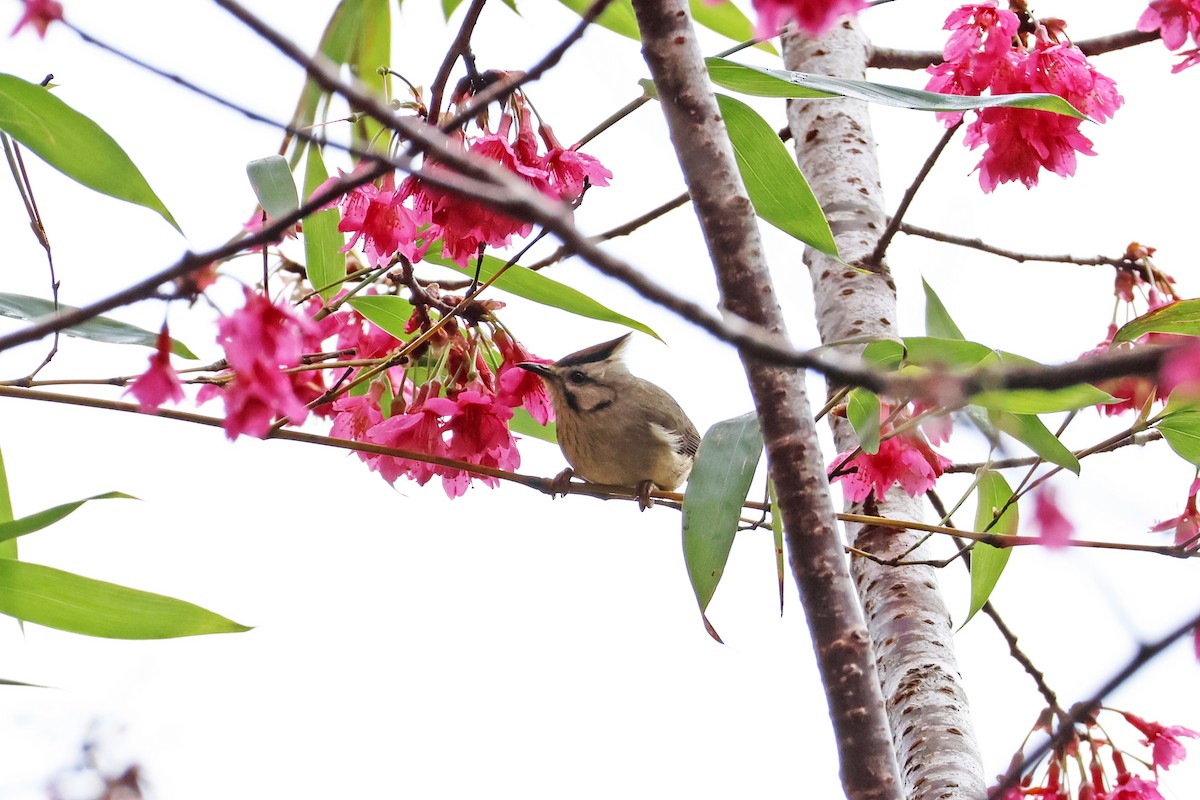 Taiwan Yuhina - ML614287184