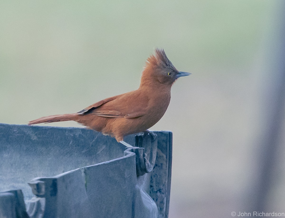 Rufous Cacholote - ML614287234