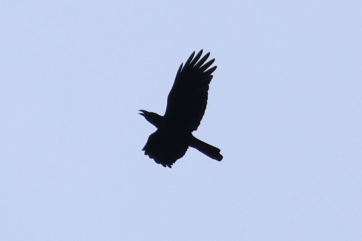Large-billed Crow - ML614287262
