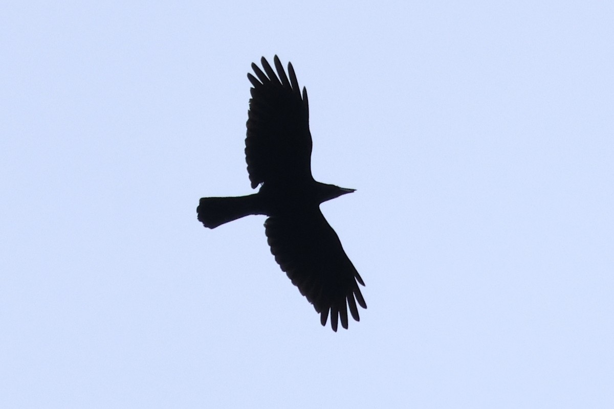 Large-billed Crow - ML614287263