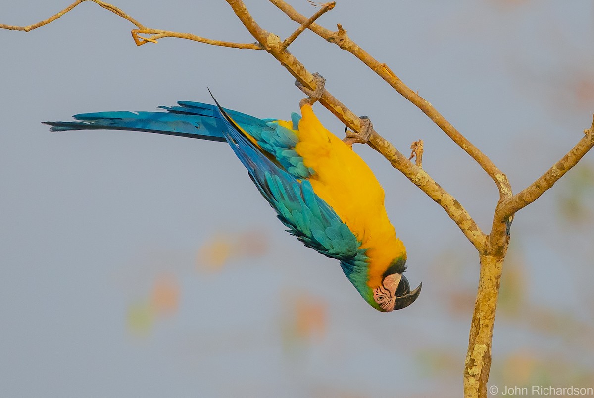 Blue-and-yellow Macaw - ML614287264