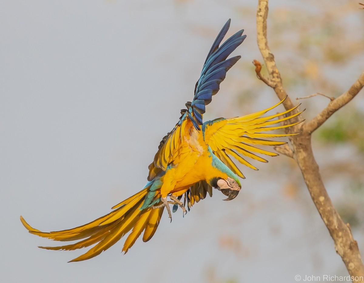 Blue-and-yellow Macaw - ML614287265