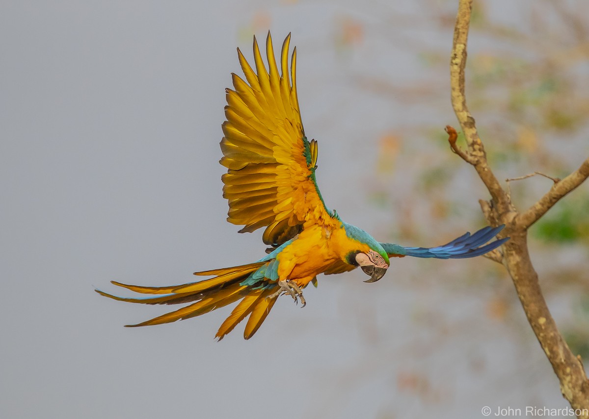 Blue-and-yellow Macaw - ML614287266