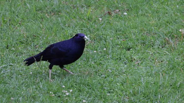 Satin Bowerbird - ML614287280