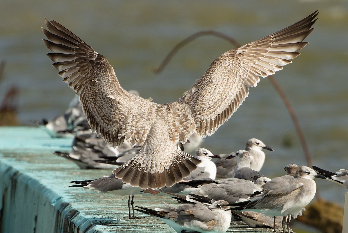 Gaviota Argéntea (americana) - ML614287282