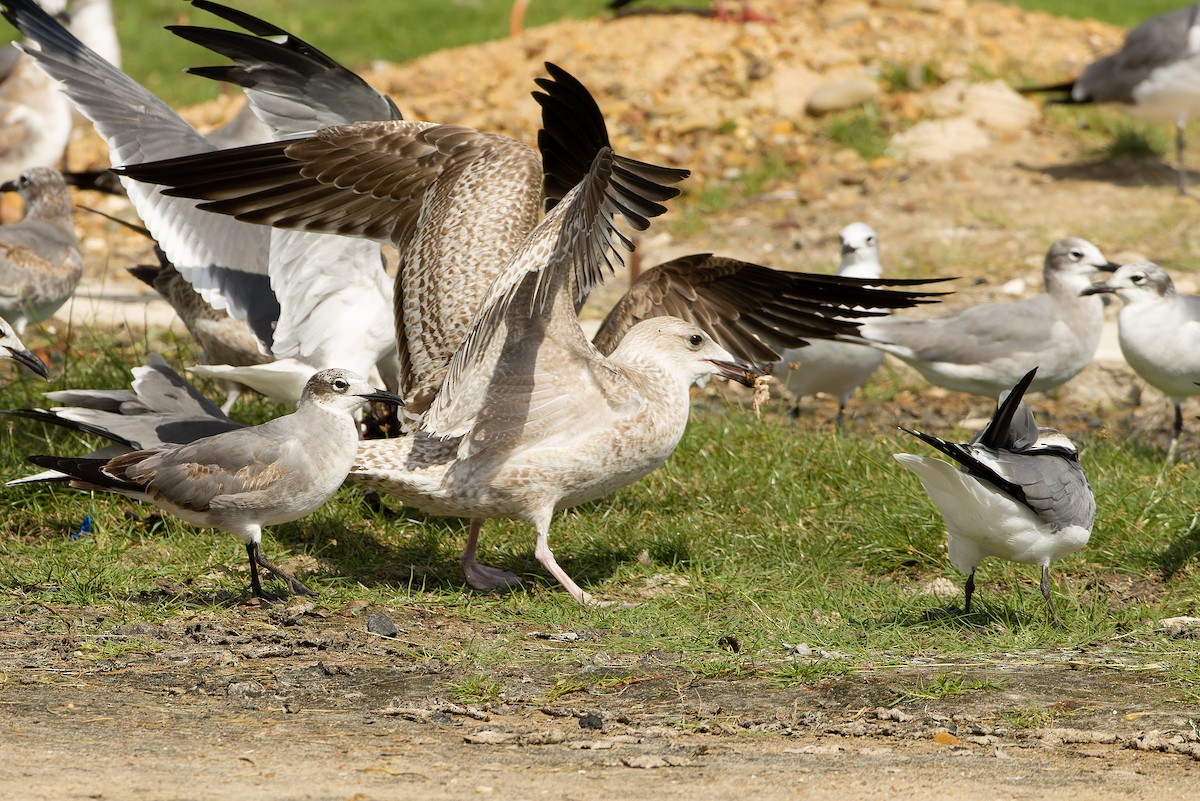 Gaviota Argéntea (americana) - ML614287291