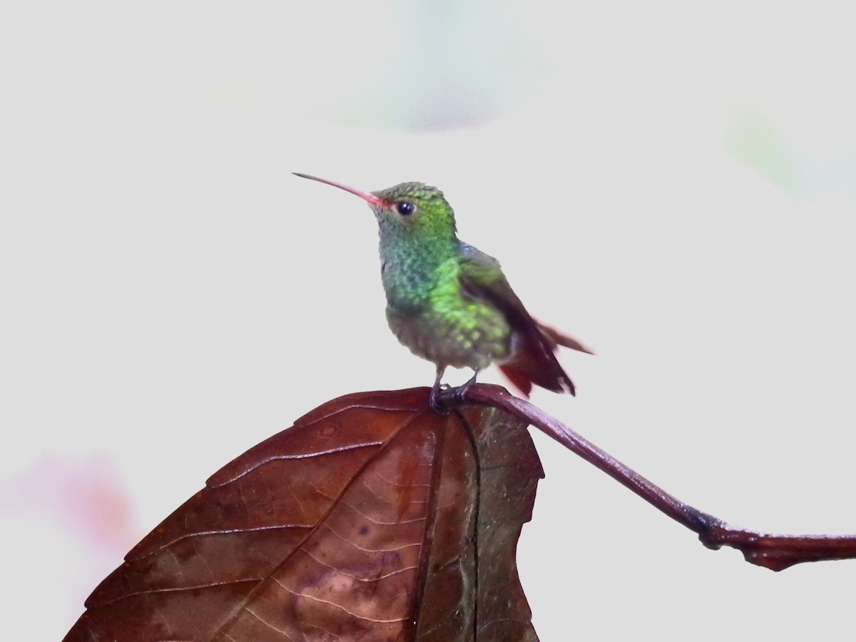 Rufous-tailed Hummingbird - ML614287342