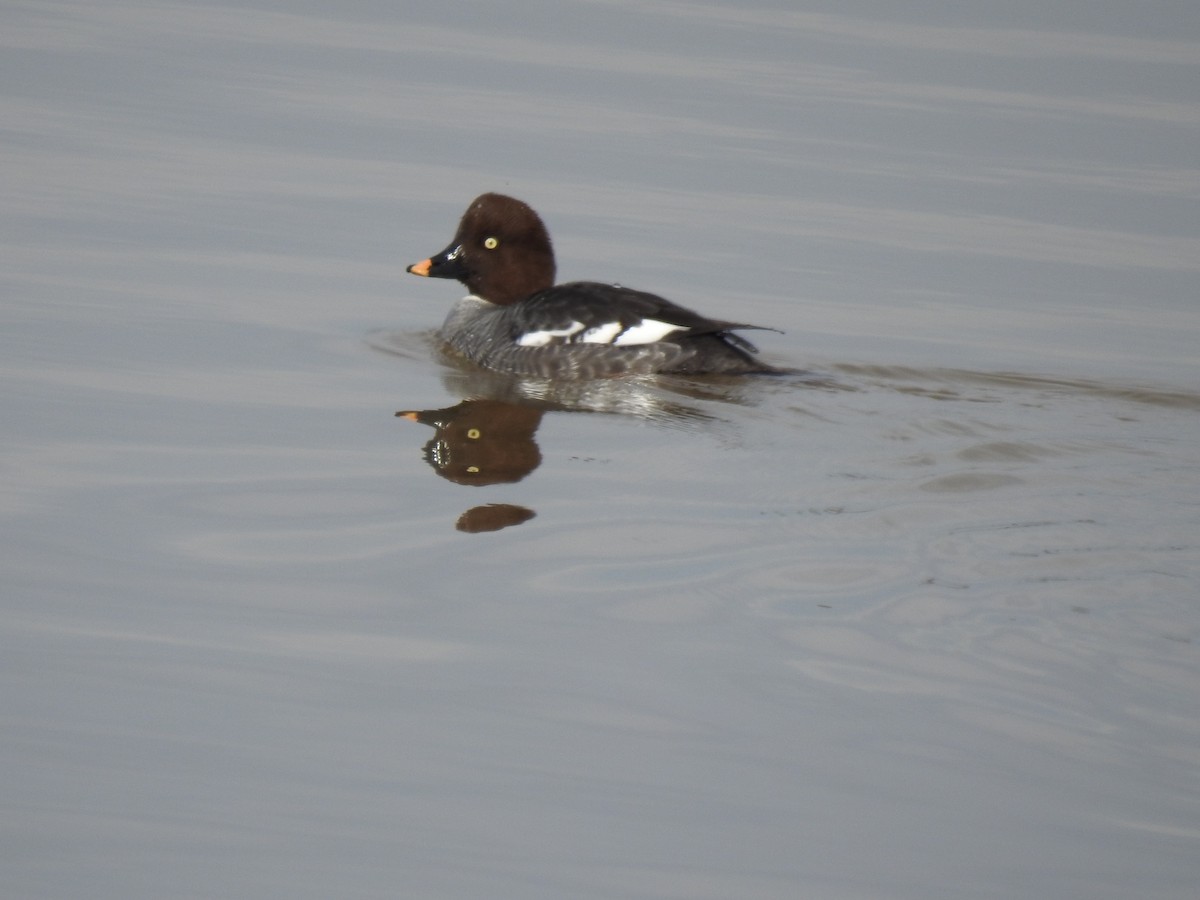 Common Goldeneye - ML614287345