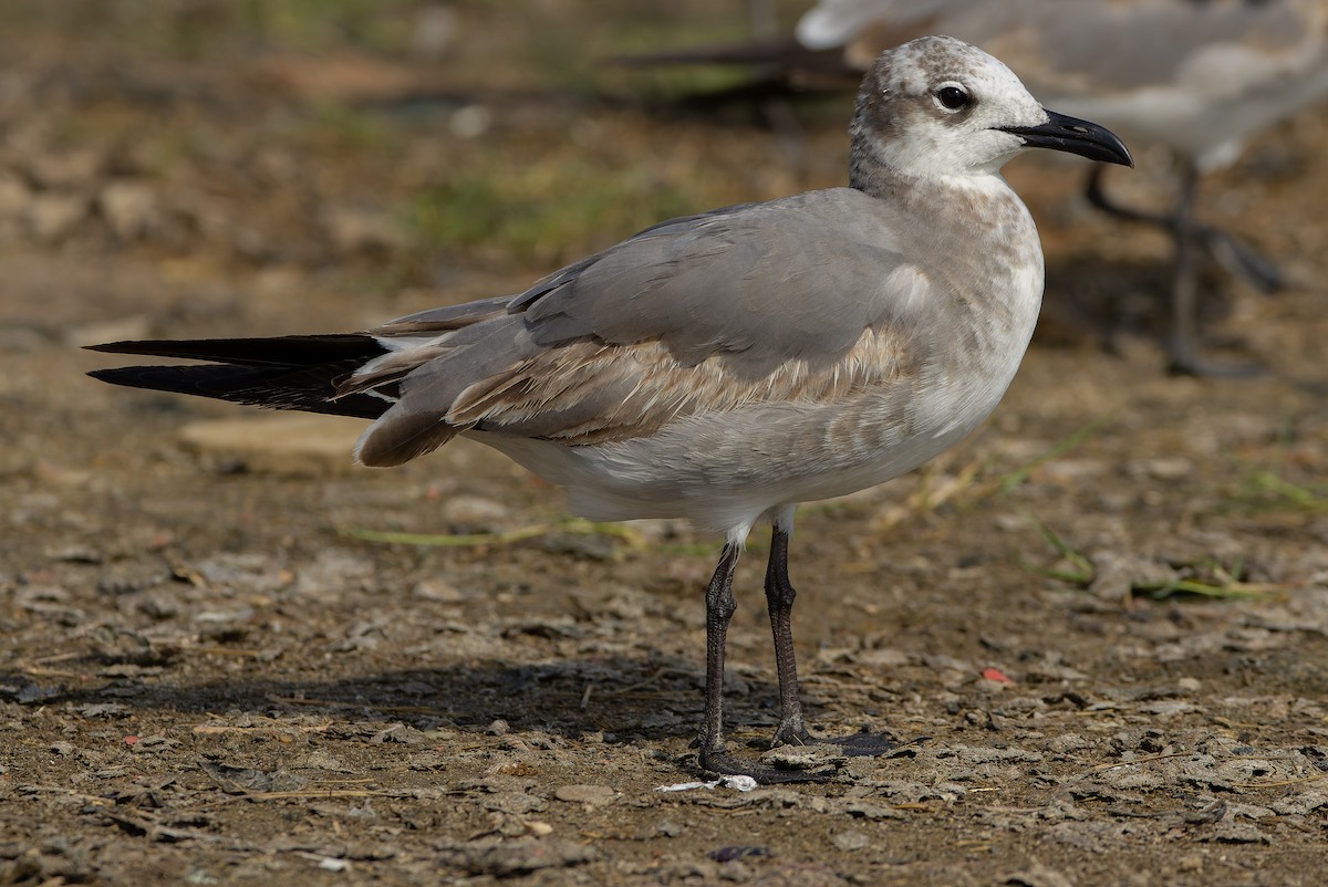 Mouette atricille - ML614287354