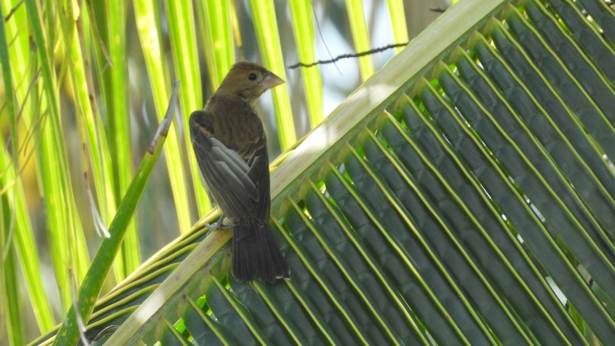 Blue Grosbeak - ML614287358