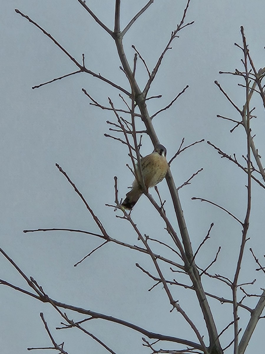 American Kestrel - ML614287368